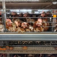 Pássaros da gaiola 10 da camada das aves domésticas do fio/equipamento de cultivo galvanizados camada da gaiola