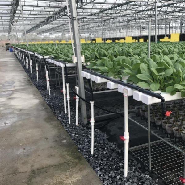 100x50mm Nft sistema de calhas hidropônicas chuva canais de PVC crescer sistema para alface morango