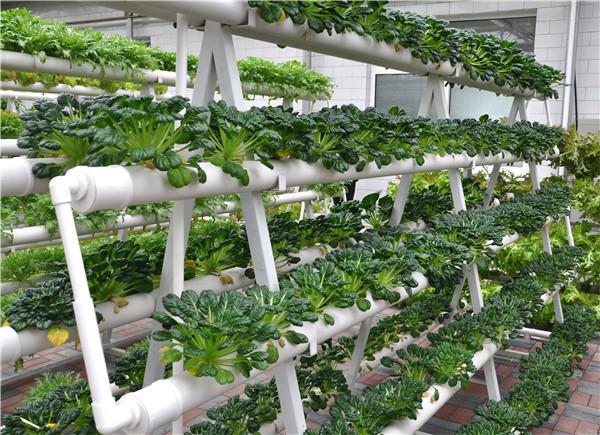 A Type Tower Hydroponics System For Agriculture Greenhouse