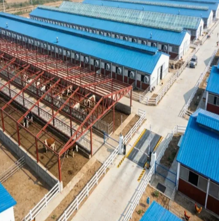 Modern Steel Poultry House Designs for Eco-Friendly Farming Solutions