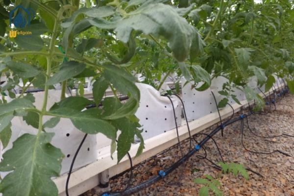 Vertical Planting PVC Substrate Grow Gutter Hydroponic Pepper Tomato Plant Trough