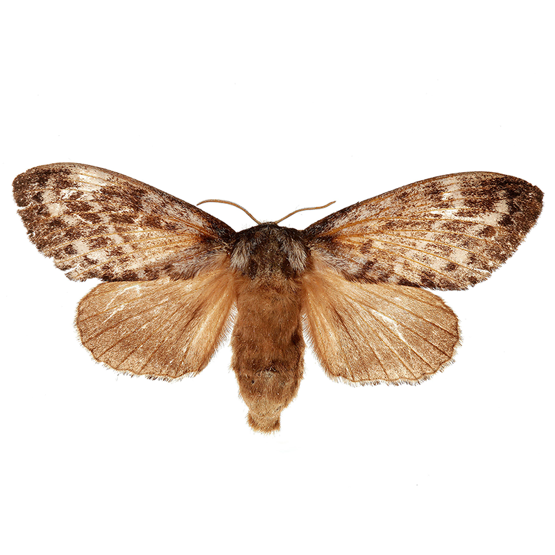 Pheromone Lure for Dendrolimus spectabilis