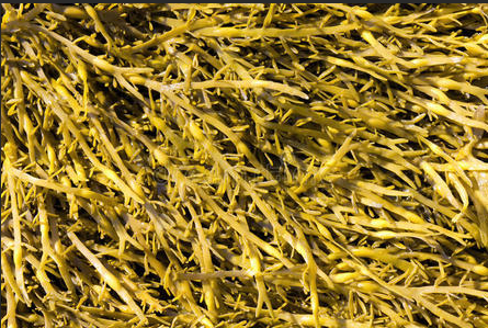 500ppm Gibberellin Plant Food Seaweed Extract Powder Seaweed Polysaccharides 40%