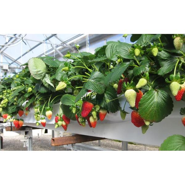 Greenhouse Substrate Cultivation Solution Suitable for Cucumbers Chills Tomatoes Strawberries Soilless Cultivation