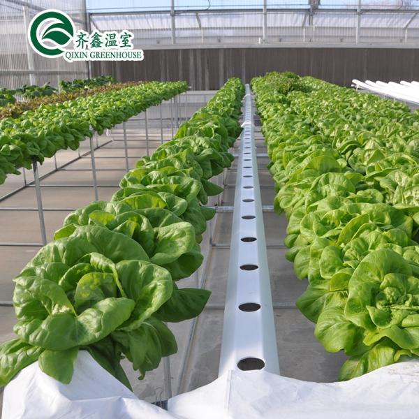 Large Steel Greenhouse Structure Shed Design With 150/200micro PE Film Covering