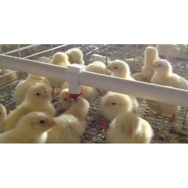 chicken drinking nipples High Quality A Frame Brooding Chicken Cage Pullet Cage With Electro-Galvanized