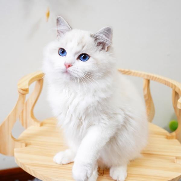 Таблица l размер 72cm m 62cm фото кота башни дерева кота Eco дружелюбная деревянная царапая взбираясь