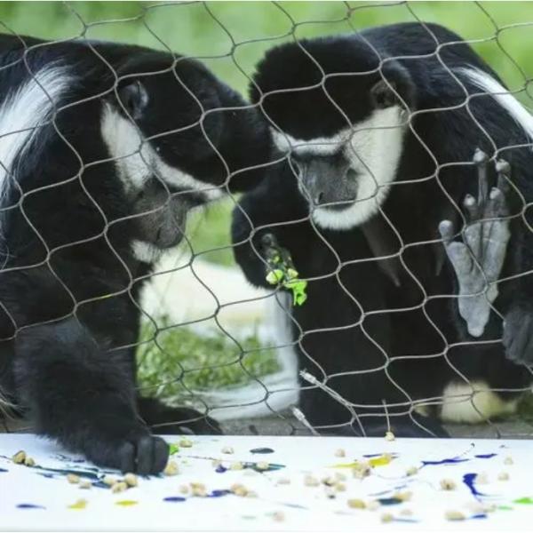 Stainless Steel Wire Rope Mesh 100*100mm Green Plant Climbing Trellis Wall Mesh for Garden