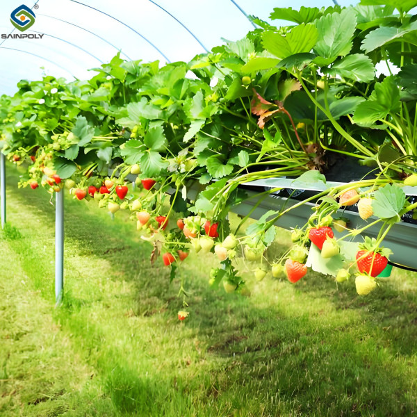 Low Energy Consumption Strawberry Plant Greenhouse Customized 1.1m Height