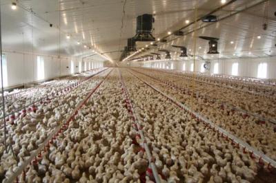 Wind Resistant Q355 Chicken Farm Steel Structures Commercial Poultry House