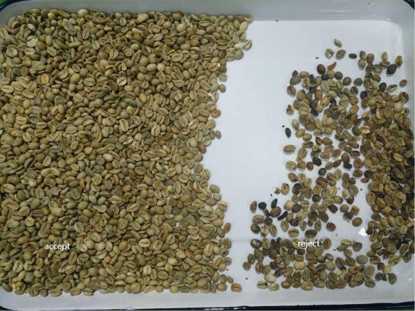 Chinese Grade A Coffee Beans With Wholesale Arabica Green Coffee Bean