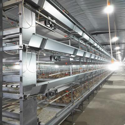 380V 50HZ Automatic Broiler Equipment For Chicken House SONCAP Approval