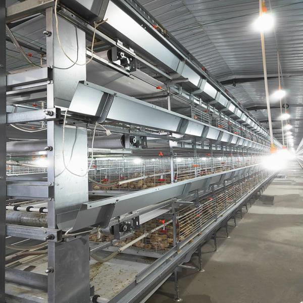 equipamento automático da grelha de 380V 50HZ para a aprovação da casa de galinha SONCAP