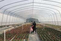 Easily Installed UV Plastic Covering Greenhouses for Commercial Agriculture