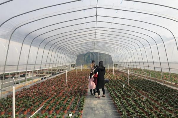 Easily Installed UV Plastic Covering Greenhouses for Commercial Agriculture