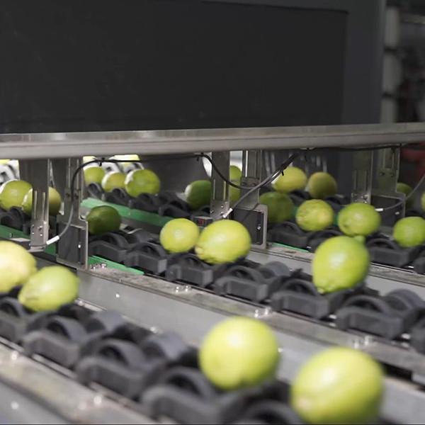 6 Channels Lemons Sorting And Grading Machine Stainless Steel Material 380V