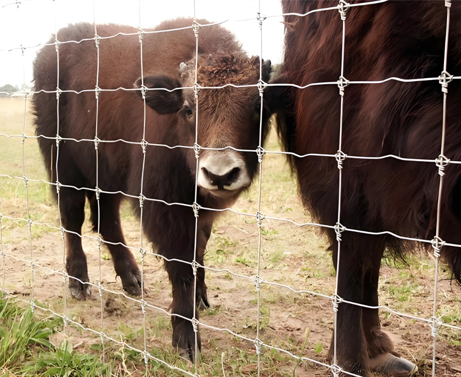 1.8mm Line Wire High Tensile Livestock Fence Netting with Fixed Knot and Hot-dipped Galvanized Surface