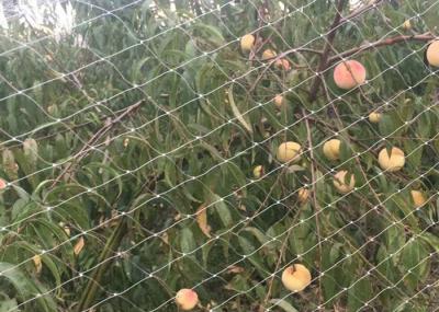 Anti Bird Polyethylene Mesh Netting Anti Mole Net Plastic Plant Growing Up Netting