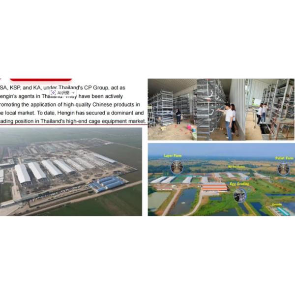 Commercial Poultry Cage System Featuring Durable Plastic Feed Pan