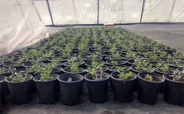 Высоты баков 21cm завода галлона перголы плантатор трудной пластиковой 2 на открытом воздухе