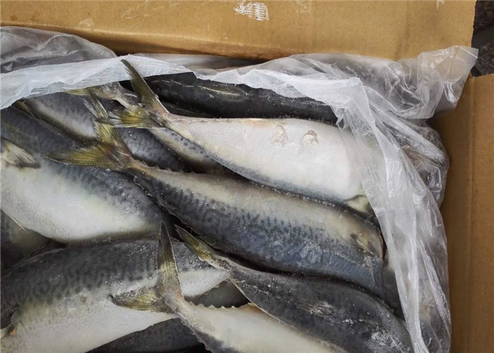 90g BQF замерзая скумбрия чистого веса 100% свежая замороженная