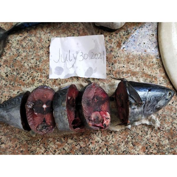 Посадка 1kg замороженной продажи Auxis Thazard тунца моря новая вверх по замороженным рыбам пеламиды