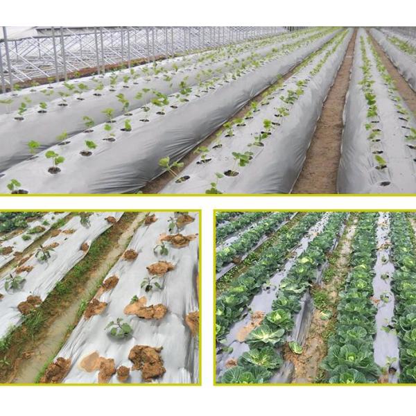 Чернота LLDPE пефорировала аграрное мульчирует металлизированный фильм PE