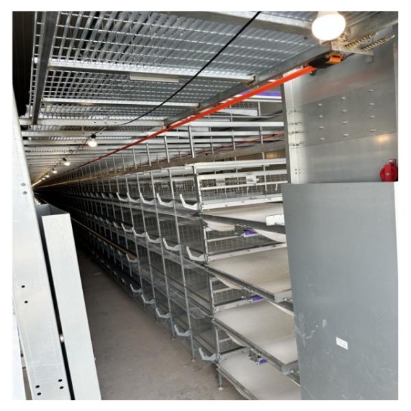 Aço galvanizado a quente Tipo H Equipamento de criação de aves de capoeira Camada de bateria Caixa automática de galinha com sistema de postura de ovos