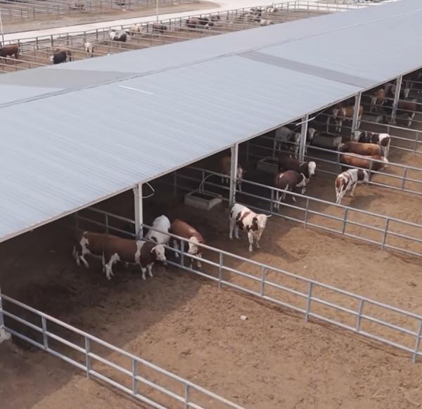 Cobertizo para vacas con estructura de acero galvanizado y techo de sombra abierto para granjas lecheras, de carne y de engorde. Montaje rápido y de bajo costo.