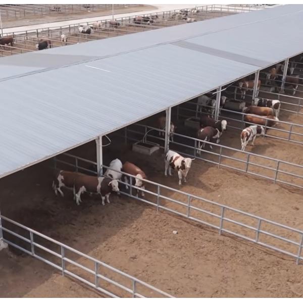 Expandable Steel Structure Cattle Shed for Livestock Farming