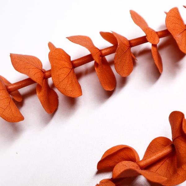 Forever Preserved Foliage Eucalyptus Big Leaves For Indoor Decoration