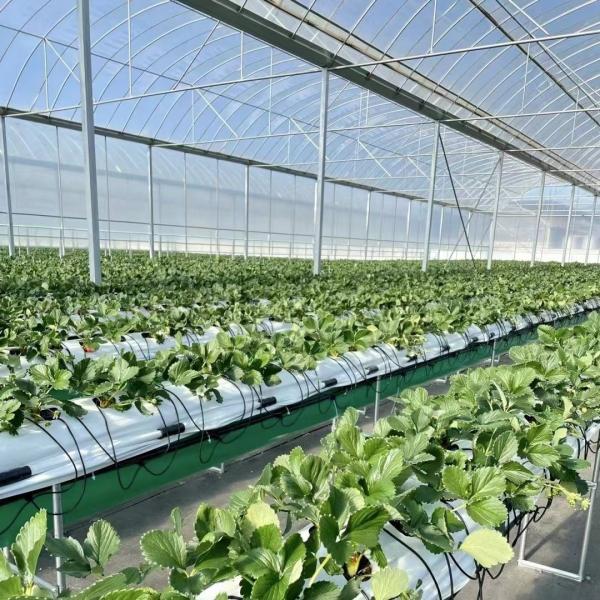 Estufas de filmes múltiplos para hidroponia protegem as plantas do clima severo