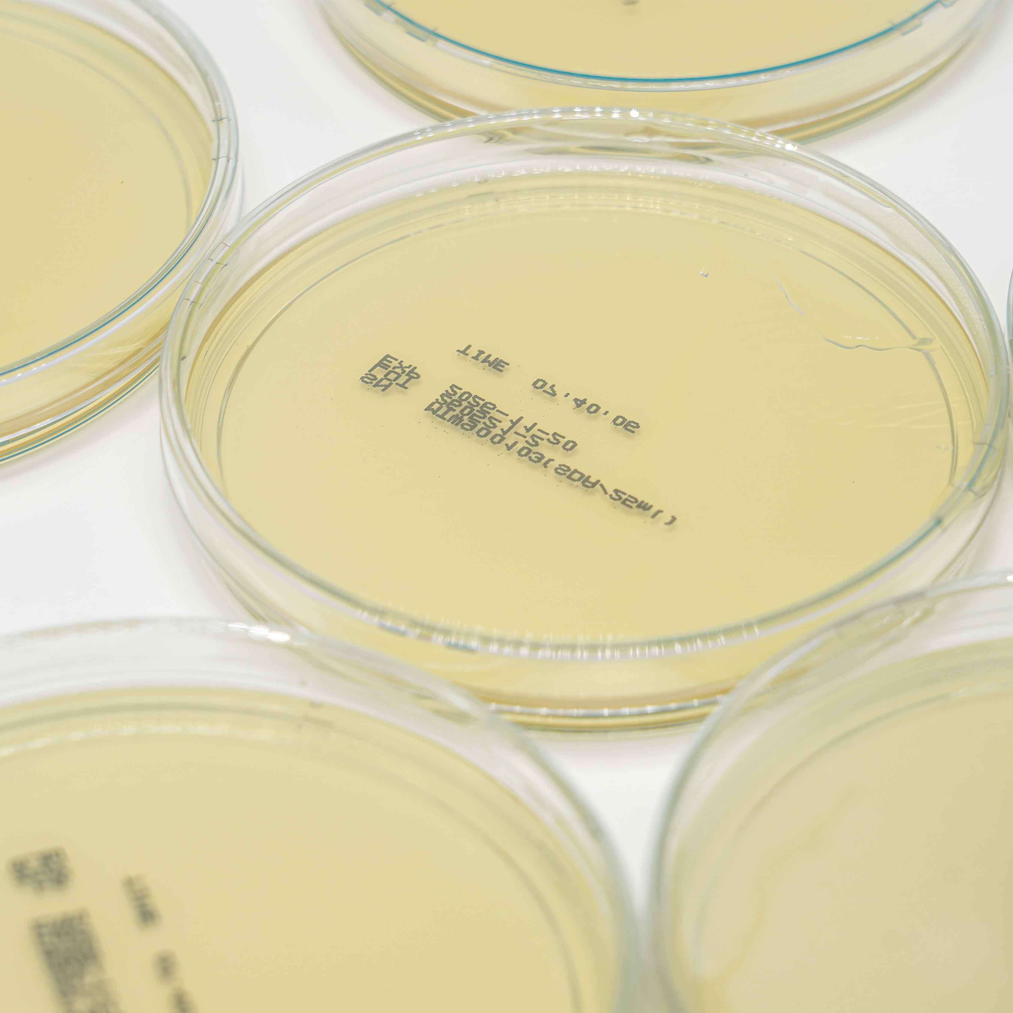 Sabouraud Dextrose Agar Plate Sterile Packaged Culture Media SDA Agar Plate