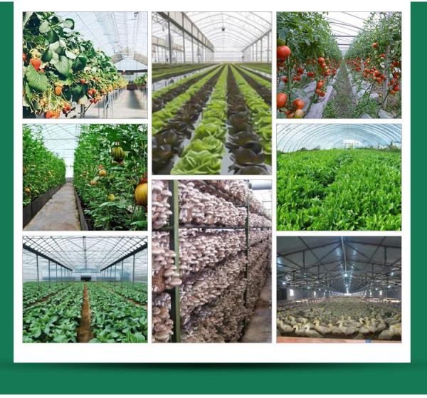 Galvanized Skeleton Cover Film for Agricultural Product in Shouguang Easy to Install