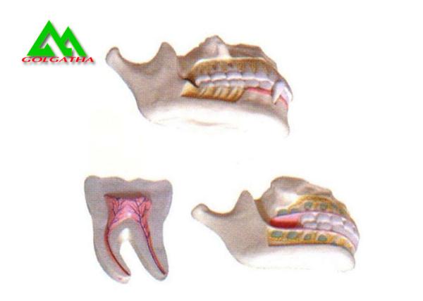PVC Plastic Soft Gum Teeth Model , Dental Models For Teaching CE ISO