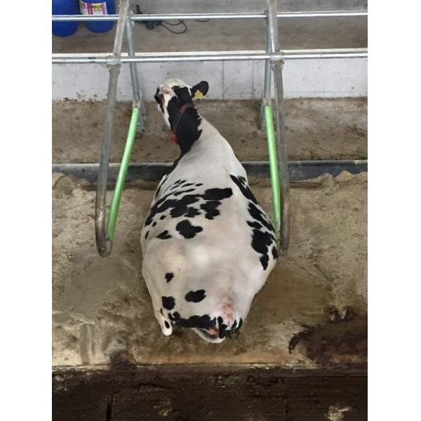 Durable Dairy Cow Free Stall Welded Steel Tube Material 2-3 Meter Size