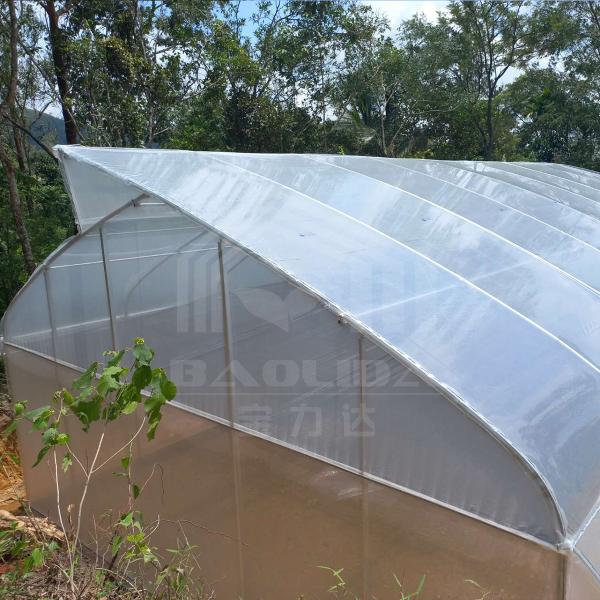 Baolida Sawtooth Greenhouse Cross Roof Agricultural Greenhouse Serre Agricole 
