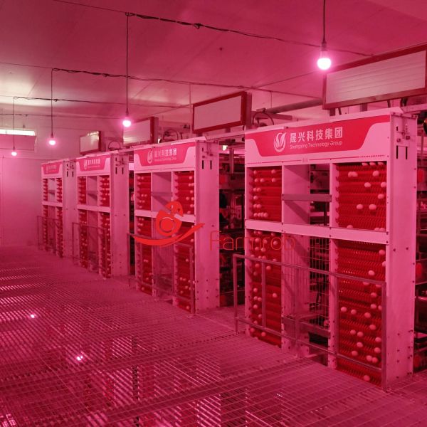 Easy To Operate And Maintain Layer Chicken Cage System In Thai Farms