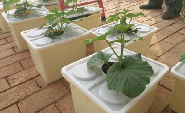 Eco Fridendly cubetas holandesas de uma hidroponia de 13 galões para plantar o tomate