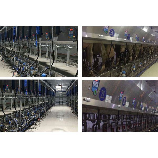 Pneumatically Drive Ratio 60/40 Small Scale Milking Parlour For Dairy Farm
