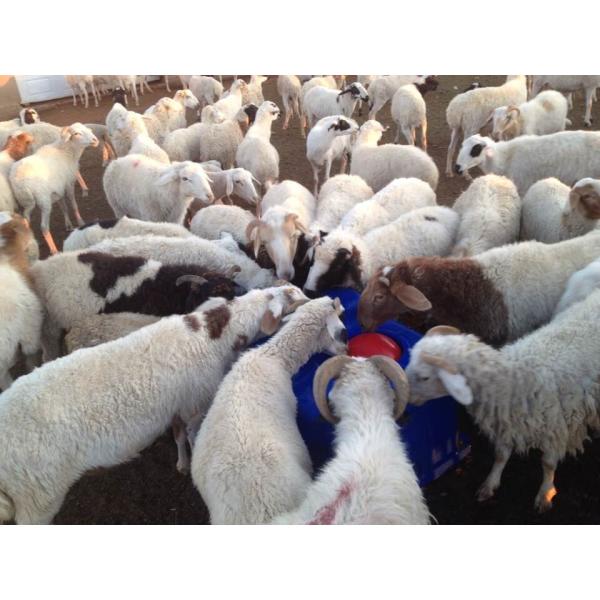 Пластиковый термо- ринв 1.5m 4 отверстий выпивая для овец