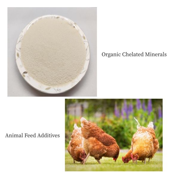 High Bioavailability Calcium Amino Acid Chelate | Feed Grade | Boosts Animal Growth & Bone Health