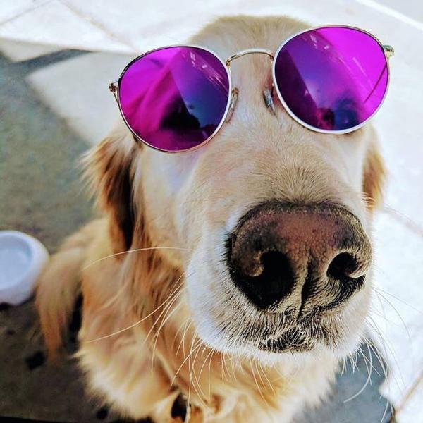 Покрашенные люди женщин фасонируют солнечные очки, вокруг стекел Солнца, старой солнечные очки поляризовыванные модой