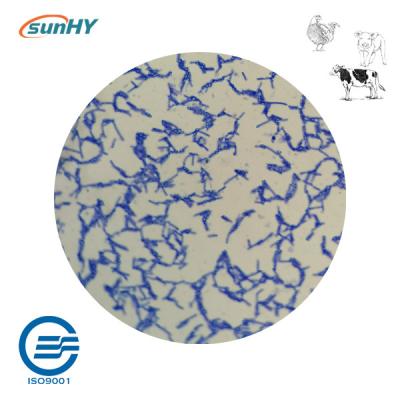 10 Billion Cfu/G Bacillus Coagulans Probiotics For Animal High Concentrate