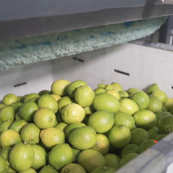 6 Channels Lemons Sorting And Grading Machine Stainless Steel Material 380V