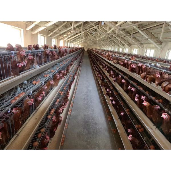 Fully Automatic Smart Poultry Farm Construction with Galvanized Steel Frame and Modular Design