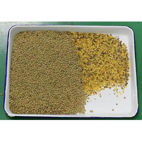 600mm Belt Width High Capacity Juniper Color Sorter Dried Mulberries Blueberry Grain Color Sorting Machine