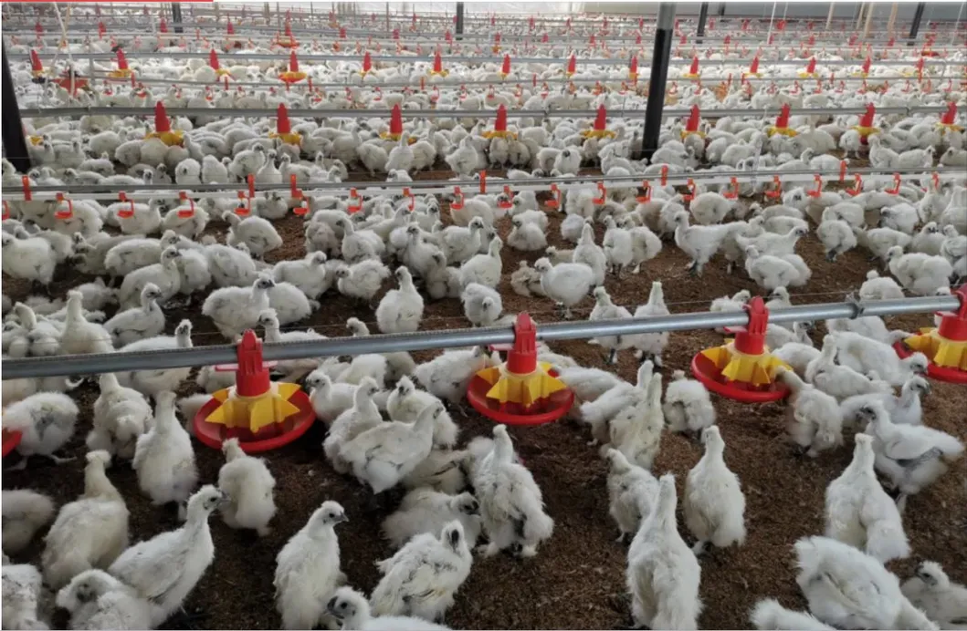 Poultry Farm Chicken House Equipment Auger Pan Feeder 4 Pans Or 3 Pans / 3 Meters
