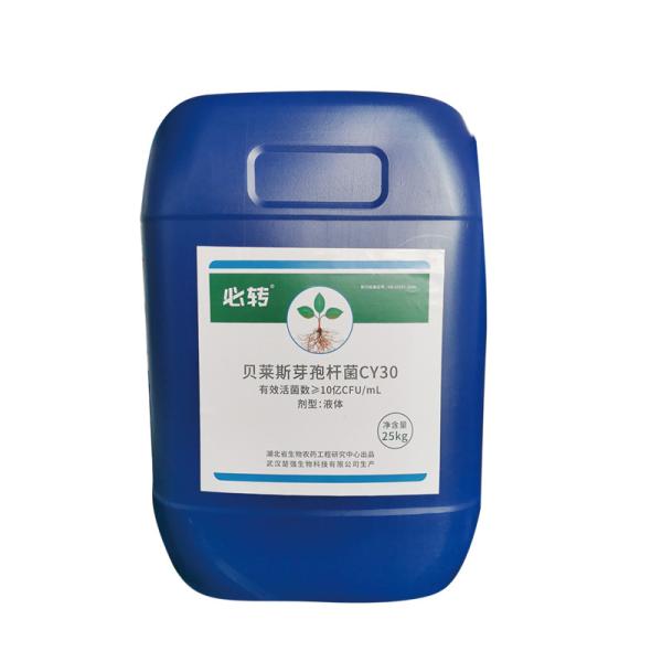 Plant Growth Fertilizer Bacillus Velezensis CY30 For Strawberry Apple Tomato Chili