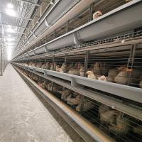 Q235 Poultry Farm Cage